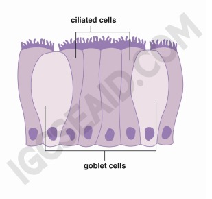 ciliated cells wm